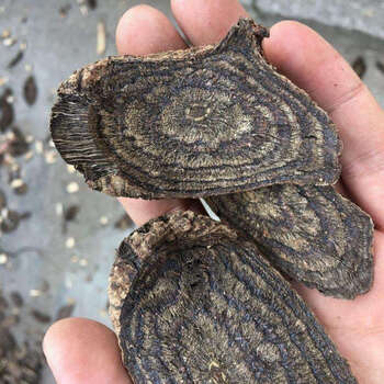 黑骨藤 中药材 黒骨风 黑血风 乌春根 250克