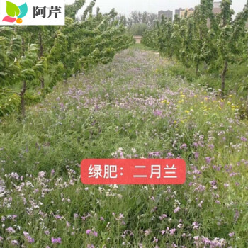 果园绿肥种子光叶紫花苕长柔毛野豌豆毛苕子田菁鼠茅草紫花苜蓿紫云英三叶草种子养蜂蜜源植物阿芹 绿肥 二月兰1斤装 图片价格品牌