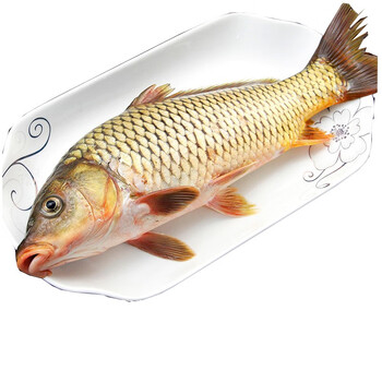 鲜活鲤鱼 鲜活四鼻鲤鱼 大鲤鱼 活鱼现杀淡水鱼 1斤/条