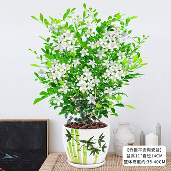 九里香绿植盆栽花卉植物盆景老桩树桩室内驱蚊草带花浓香 推荐 九里香 5年苗浓香 竹报平安陶瓷盆 含盆 当年开花 图片价格品牌报价 京东