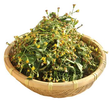 广西野生中草药千里光500g新鲜九里明现采九里明泡脚黄花母九龙光 图片价格品牌报价 京东