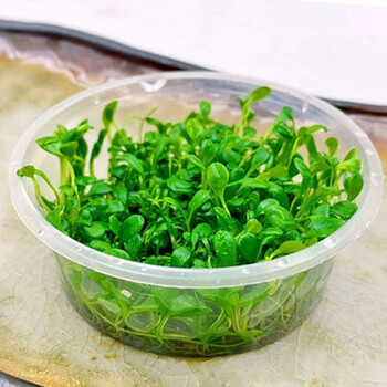 蓝宝鱼缸造景水草前景草爬地迷你矮珍珠牛毛天胡葵挖耳叉柱花沉木水榕莫斯水族造景水草日本矮珍珠无菌杯 图片价格品牌报价 京东