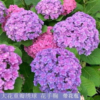 高档花卉绣球花苗盆栽无尽夏阳台庭院别墅花园植物多年生四季耐寒花手鞠大5加仑精选分枝超多含盆 图片价格品牌报价 京东