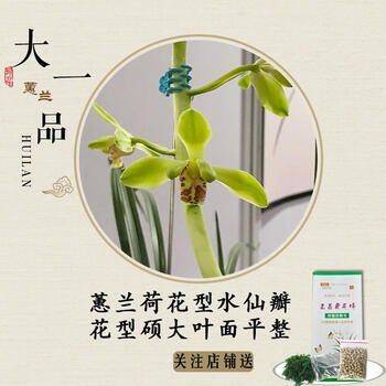 建兰铭品红素国魂市长红梅夏带花苞出售好养花卉盆栽兰花苗草大一品一