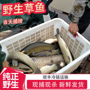 皓谦正宗微山湖纯野大草鱼鲜活现杀草皖鱼淡水鱼 2斤