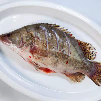 安徽黄山臭鳜鱼臭桂鱼真空包装净膛正宗特产徽州腌制鱼锦蜜姬67两2条