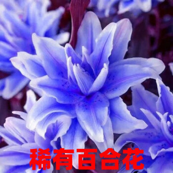 香水百合花种球盆栽浓香型花卉可食用百合花苗子阳台庭院耐寒绿植主图款 百合 12个种球 重瓣 送肥 图片价格品牌报价 京东