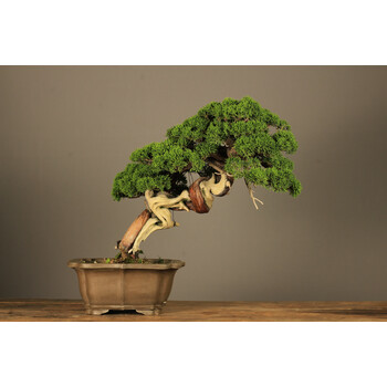 物鲜仙子宫阪系鱼川真柏盆景舍利干神枝精品盆景八房米叶 [日本进口