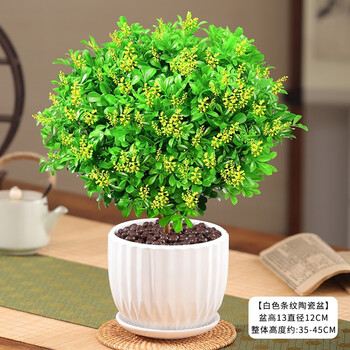 米兰花盆栽树苗植物室内阳台卧室米仔兰花卉绿植老桩盆景 h 5年米兰花