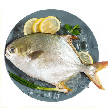 金鲳鱼特大新鲜冷冻海鲜水产深海鱼鲳鱼海鱼鲜活金昌鱼海鲜水产特大号