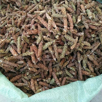 河南确山夏枯草中药材250g500g1000g牛低头麦穗夏枯草夏枯草250克