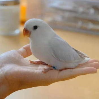 面類手養斷奶牡丹鸚鵡幼鳥人伊莎雛鳥玄風說話黃桃綠桃寵物活體 精養