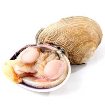 沢素湾旗舰店鲜活天鹅蛋贝海捕大蛤蜊野生生鲜海鲜水产贝类烧烤2斤