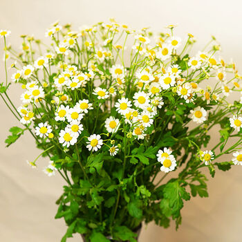 云南基地直发进口洋甘菊小雏菊小清新鲜切花花束家居装饰水养花卉 b级