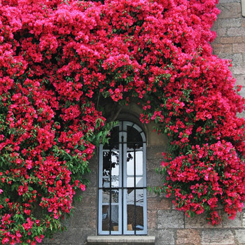 clcey四季香花苗甜蜜木香花爬藤植物盆栽地栽月季蔷薇科攀援花卉绿化