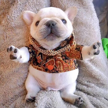 法斗幼犬纯种法国斗牛犬幼体活体黑色奶油法斗犬小型宠物狗狗活体幼犬