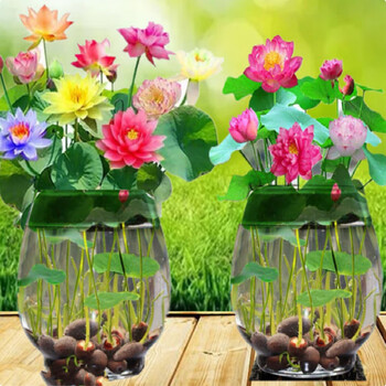 迷你混色睡莲水养花卉室内花草水生碗莲水培植物盆栽d7混色100粒无含