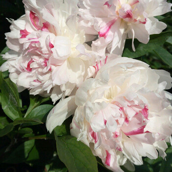 重瓣芍药花苗庭院花卉四季开花易活室内盆栽植物观赏牡丹花带花苞五花
