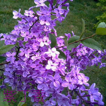 丁香花樹苗盆栽植物花卉庭院四季綠植室內觀花紫丁香花種子花苗紫丁香