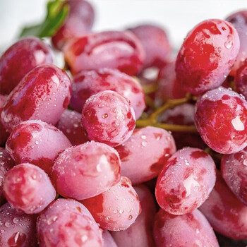 俏农优选 澳洲无籽无籽红提2斤 新鲜水果进口红提无籽红宝石葡萄 生鲜