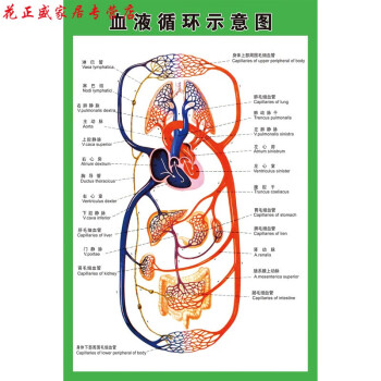 田字心脏示意图图片