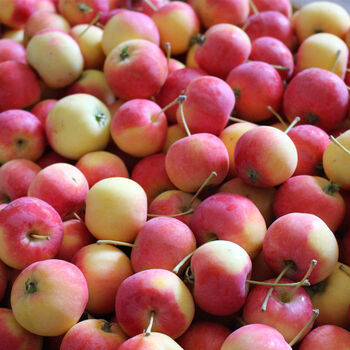 东北沙果青绿海棠果现货酸甜新鲜小苹果现摘孕妇当季酸脆沙果水果 红