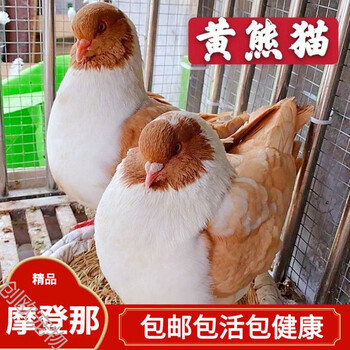 【摩登那】观赏鸽子活体公母一对宠物小鸟活物种鸽小体三色红色 黄