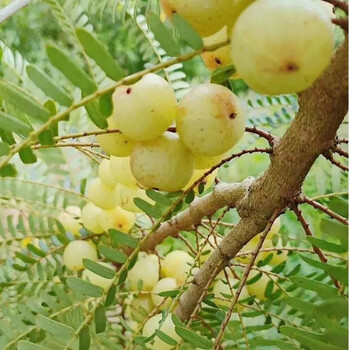 产地直发玉油甘玉油柑新鲜采摘潮汕赤皮甜种油柑果油甘汁奈雪榨汁余