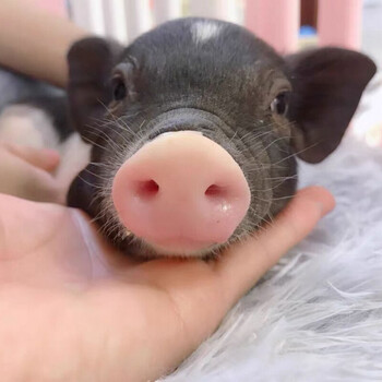 小香猪活体幼崽家养纯种宠物猪可爱萌宠网红猪仔长不大迷你猪 小香猪