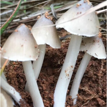 四川开伞新鲜鸡枞菌野生新鲜三把菇火把斗鸡菇五月荔枝菌鸡枞菇 半开