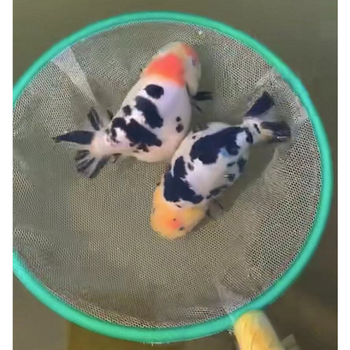 兰寿金鱼活体活鱼樱花三色玉兔五花水墨奶牛兰寿精品鱼苗客厅办公室庭院餐厅风水鱼包活 岚黛7 8cm精品樱花三色兰寿1条 图片价格品牌报价 京东