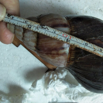 2只装大蜗牛褐云玛瑙螺非洲蜗牛活体学生观察美容巨大型蜗牛9cm一对