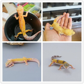 豹纹守宫蜥蜴幼体入门级爬宠活物好养易活的小动物不咬人冷门宠物橘化