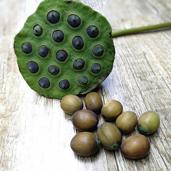 宓蝶青樱红荔当季时令老莲子米新鲜带壳成熟铁莲子无莲蓬现摘褐色鲜