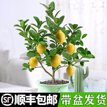 顺丰发货 香水柠檬树盆栽花卉植物室内办公室绿植四季常青可食用花果树苗柠檬盆栽 素女陶瓷盆 送肥料带盆栽好 图片价格品牌报价 京东 顺丰发货 香水柠檬树盆栽花卉植物室内办公室绿植四季常青可食用花果树苗柠檬盆栽 素女陶瓷盆 送肥料带盆栽好 图片价格品牌报价 京东