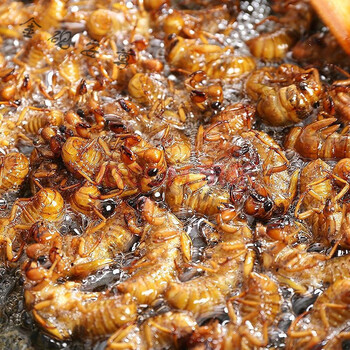 20-100只山东沂蒙特产金蝉知了猴新鲜可油炸即食可熟食用型昆虫  孜然