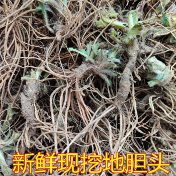 偉博農家新鮮地膽草地膽頭地斬頭苦地膽坐地娘丁茄夫250克