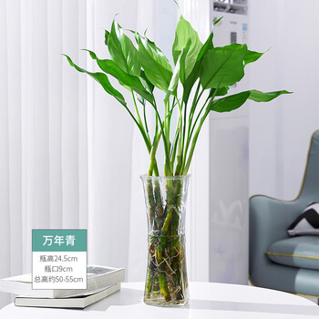万年青盆栽水培植物水养天堂鸟吉利红花卉室内绿植水养植物d7万年青10