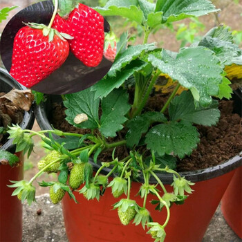 民汇园草莓苗 盆栽草莓苗子水果苗奶油草莓苗个大味甜种植简单多年生