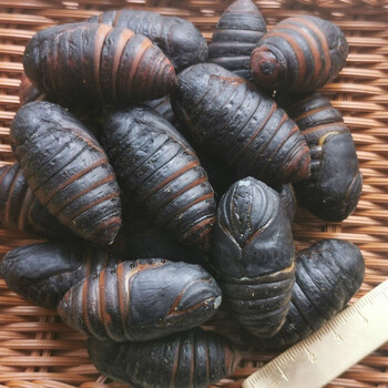 东北野生柞蚕蛹黄蚕蛹新鲜a级茧蛹 蝉蛹辽宁特产茧蛹 黑蚕蛹3-4厘米 3