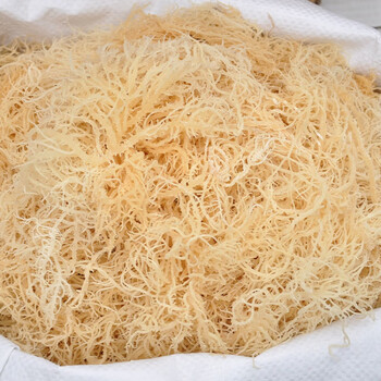 盐渍龙须菜半干货石花菜鹿角菜海石花凉拌菜龙须菜500-48g 龙觇 半干