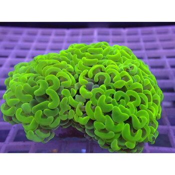 荣郁 活体 分支榔头 印尼金猪腰 进口翠绿榔头双色榔头 珊瑚 荧光绿