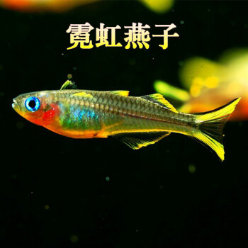 天弗紅綠燈魚活體熱帶觀賞魚小型淡水魚苗新手斑馬孔雀魚群遊草缸汐靈