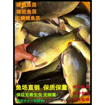 養殖食用魚好養耐活魚小魚苗榮鬱 裸鯉1-3cm20條 10%防損【圖片 價格