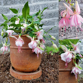 麦桑荷倒挂金钟灯笼花苗种子籽小苗四季开花重瓣室内外阳台盆栽花卉易