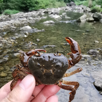 山螃蟹野生螃蟹爬海观赏蟹溪流蟹接骨补钙食用纯人工