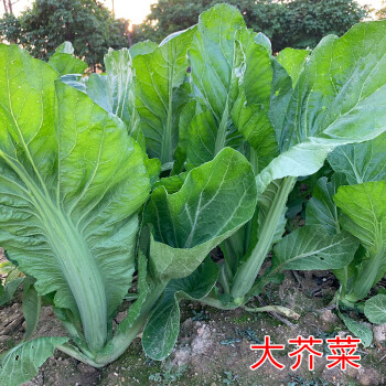 芥菜種籽本地土芥菜種子肉厚大葉高產青菜可醃製酸菜芥菜蔬菜種孑大肉