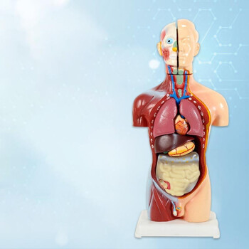 冠邦 人体解剖模型器官可拆卸教学心脏内脏模型玩具躯干结构图 精品