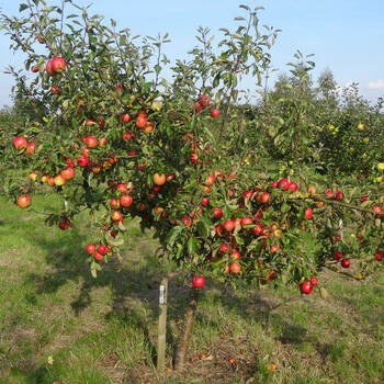 红富士冰糖心地栽盆栽南北方种植带土大苹果树当年结果庭院别墅果树苗