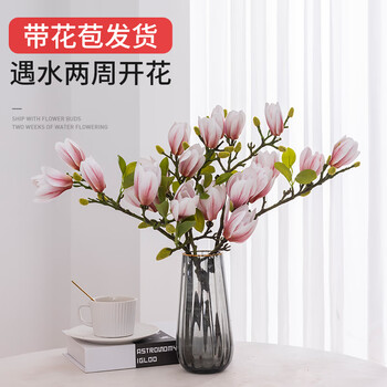 枝带花苞室内阳台花卉四季开花遇水养盆栽 水培白玉兰50cm3枝带花苞发